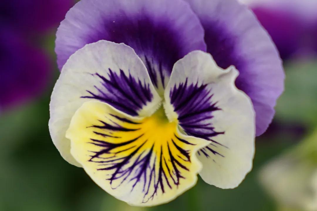 索尼定焦镜头推荐哪个,索尼最值得入手的定焦镜头