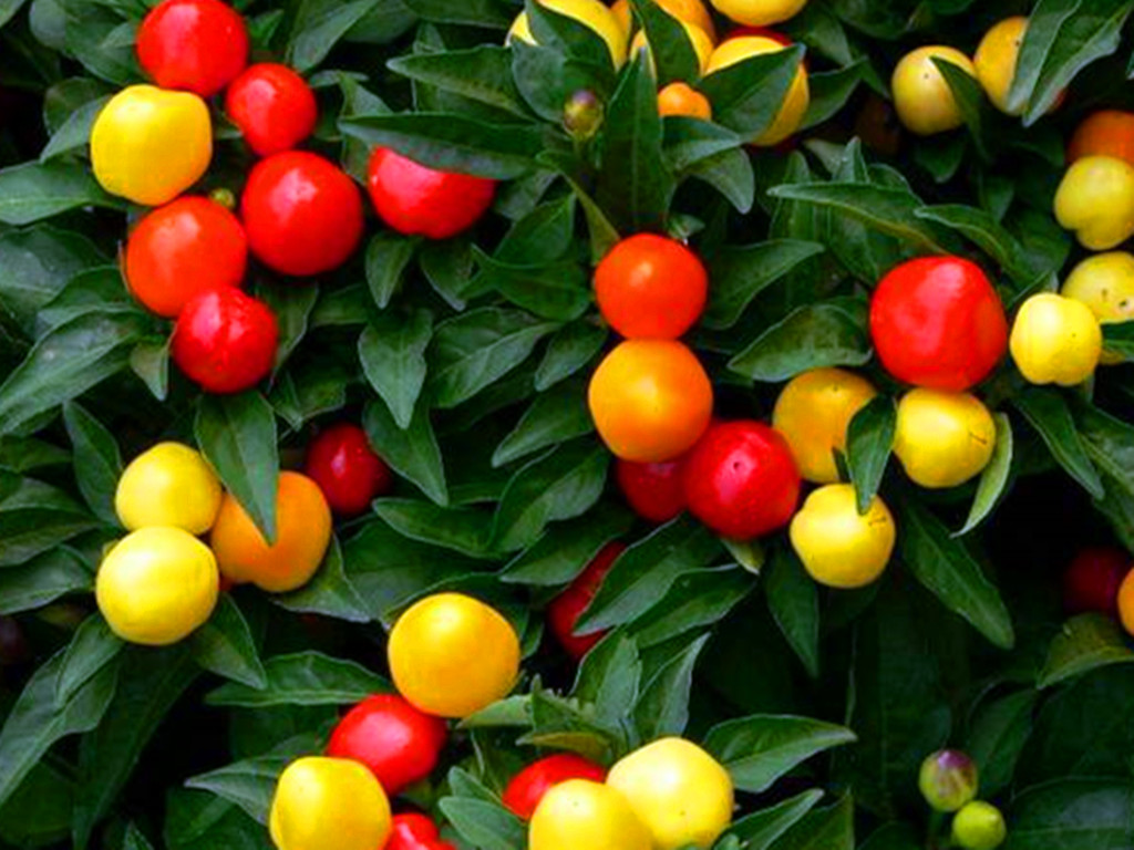 盆栽辣椒不结是怎么回事,盆栽辣椒只开花不结果怎么回事