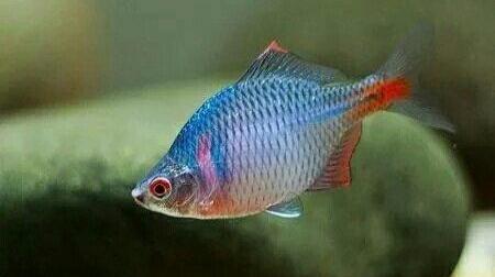 河蚌能放原生缸里养么,饲养小鱼的环境