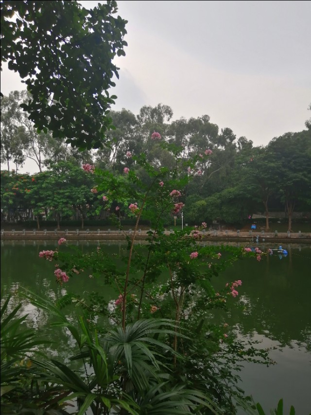 东莞旗峰公园掠影,东莞旗峰公园大体俯视图片