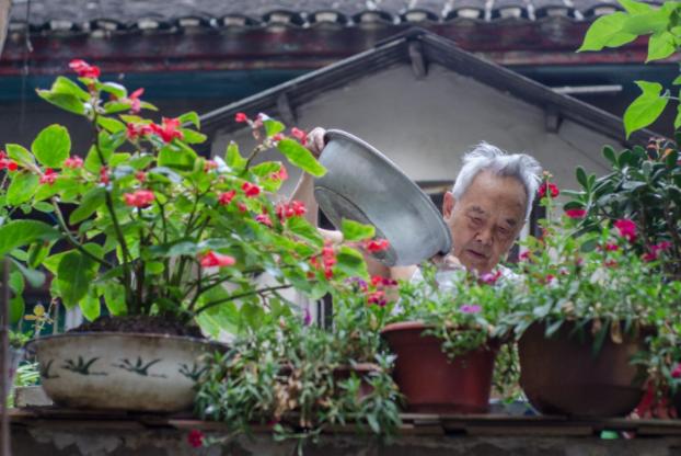 养花浇淘米水和啤酒好吗,啤酒养花好还是雪碧养花好