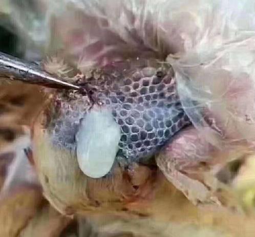 鸡关节炎是什么原因引起的,鸡关节肿变形不会走是什么病