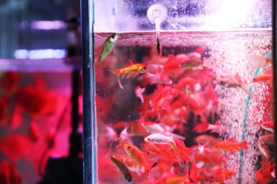 <html>
<head><title>502BadGateway</title></head>
<body>
<center><h1>502BadGateway</h1></center>
<hr><center>nginx</center>
</body>
</html>
<!--apaddingtodisableMSIEandChromefriendlyerrorpage-->
<!--apaddingtodisableMSIEandChromefriendlyerrorpage-->
<!--apaddingtodisableMSIEandChromefriendlyerrorpage-->
<!--apaddingtodisableMSIEandChromefriendlyerrorpage-->
<!--apaddingtodisableMSIEandChromefriendlyerrorpage-->
<!--apaddingtodisableMSIEandChromefriendlyerrorpage-->
