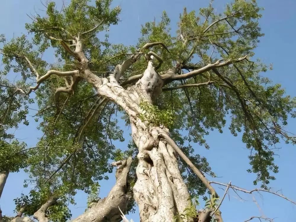 黎医黎药传世瑰宝靠什么传播,黎药著名药品