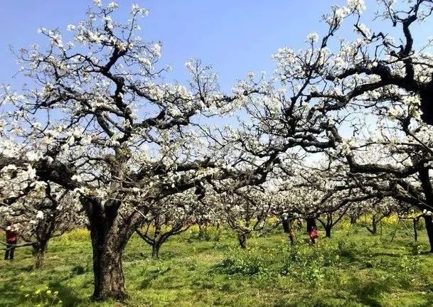京郊四月美景,京郊四月