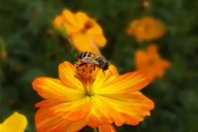 静是一种力量一种福气,西双版纳这边旅游