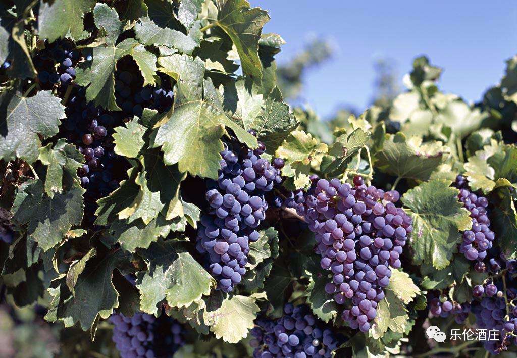 把红酒带回中国,把红酒进口到国内