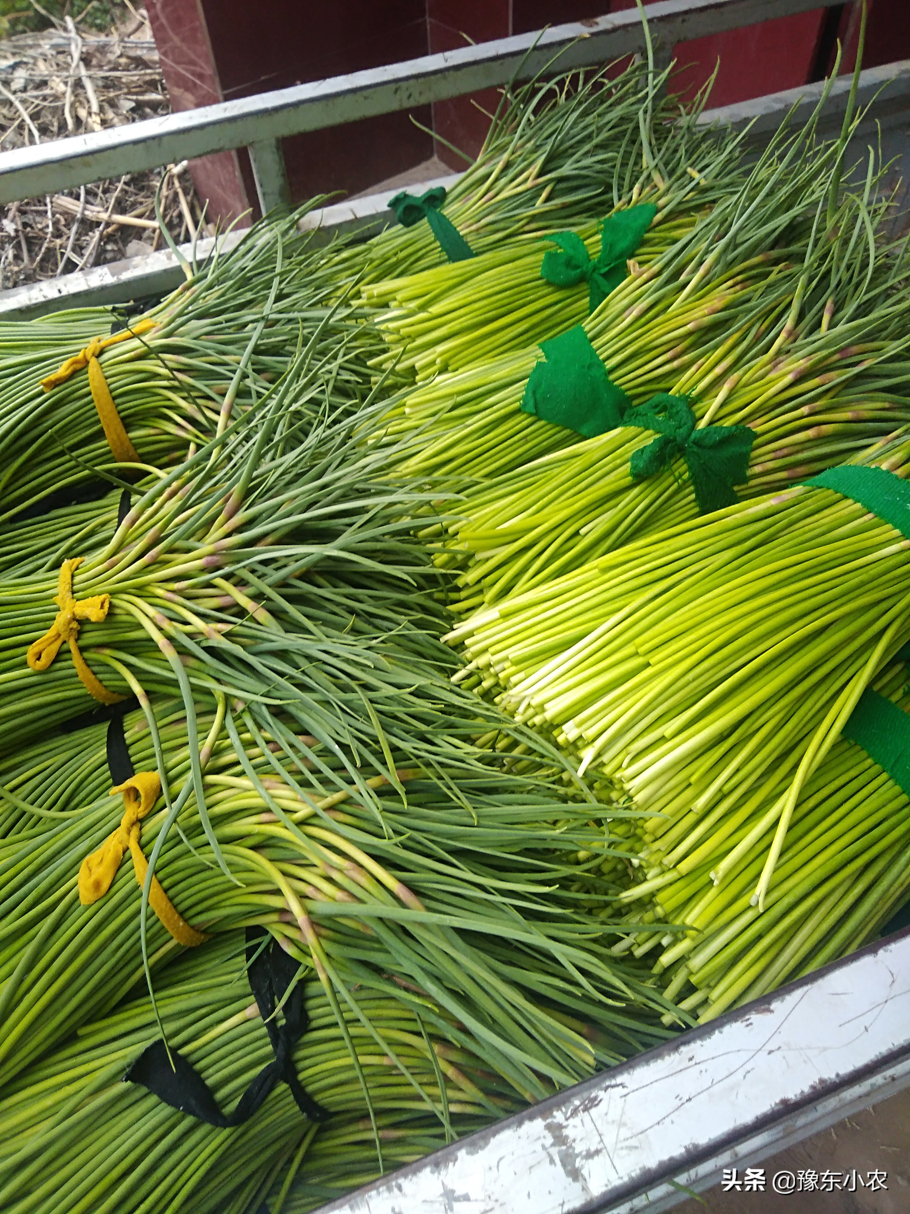 如何避免大蒜抽苔,又到了大蒜的播种季节