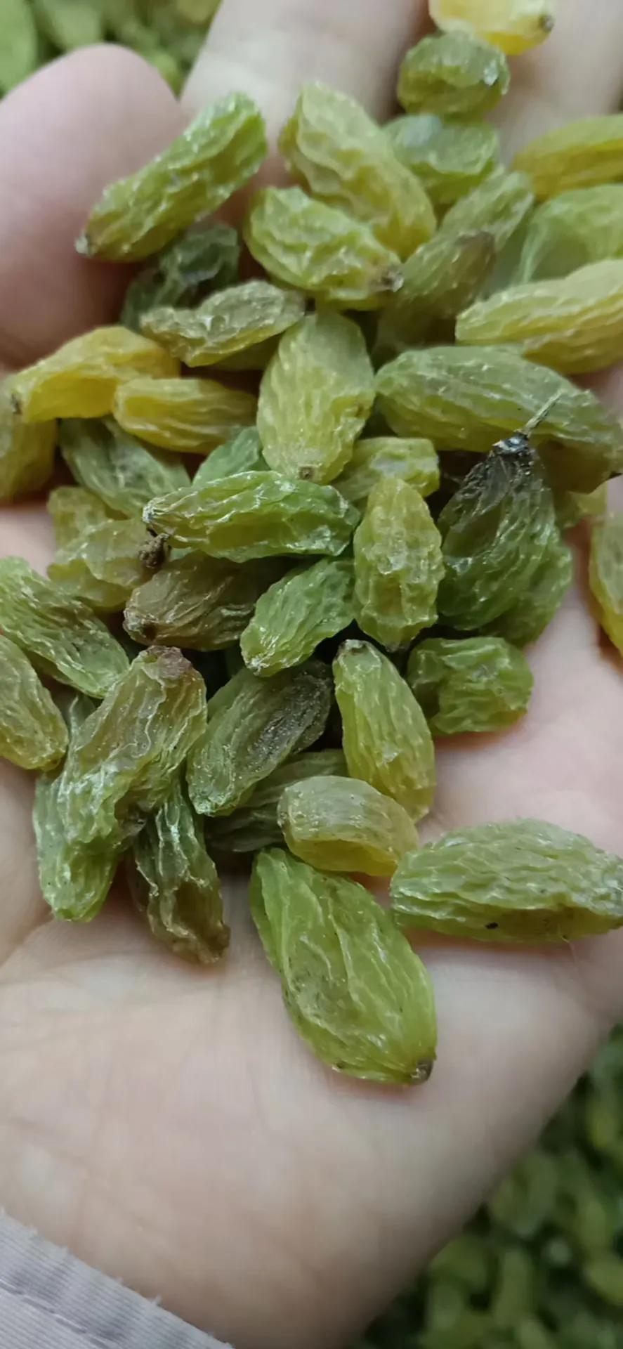 鐤嗘灉鏂版灉鐗逛骇,鏂扮枂骞叉灉