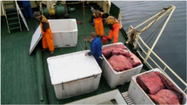 吃鲸肉,吃鲸肉海洋动物