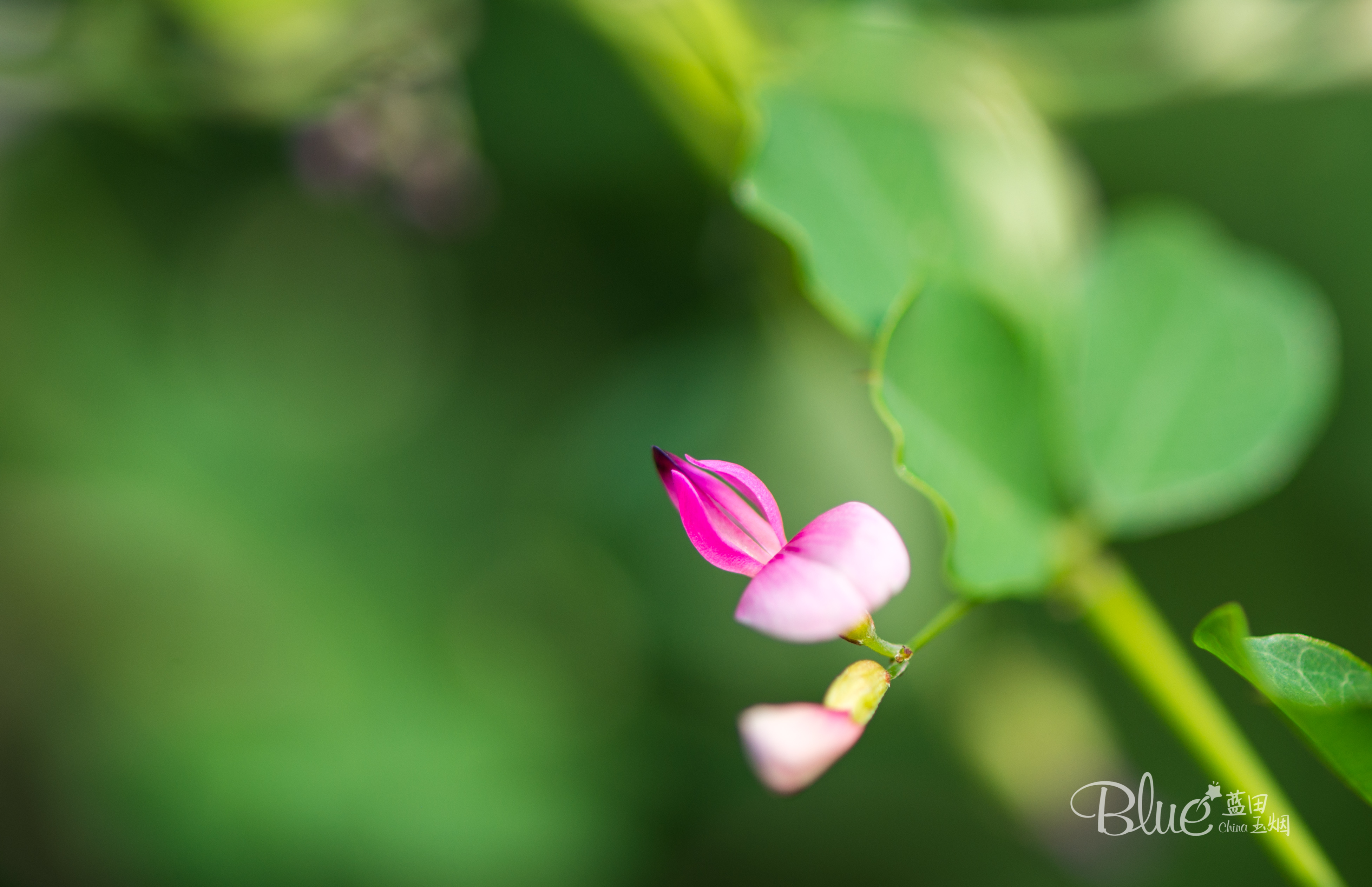 连云港著名景点花果山的传说,连云港的花果山景区