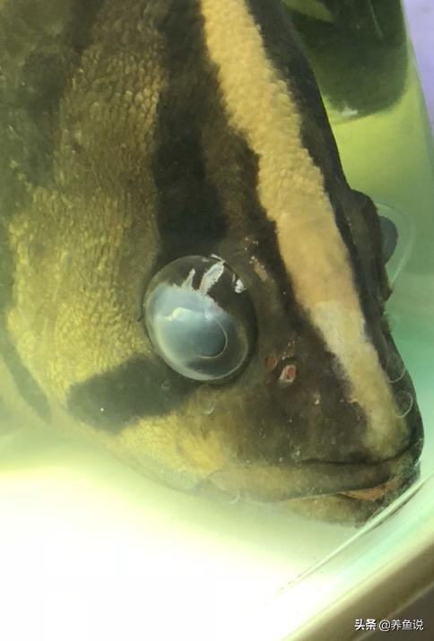 红霉素眼膏可以治疗观赏鱼蒙眼吗,观赏鱼蒙眼治疗方法