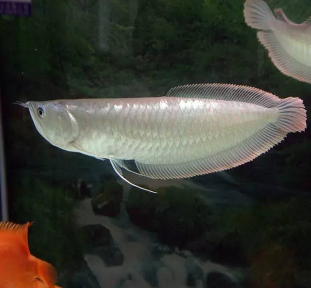 银龙鱼观赏鱼要怎么养,饲养银龙鱼需要准备什么