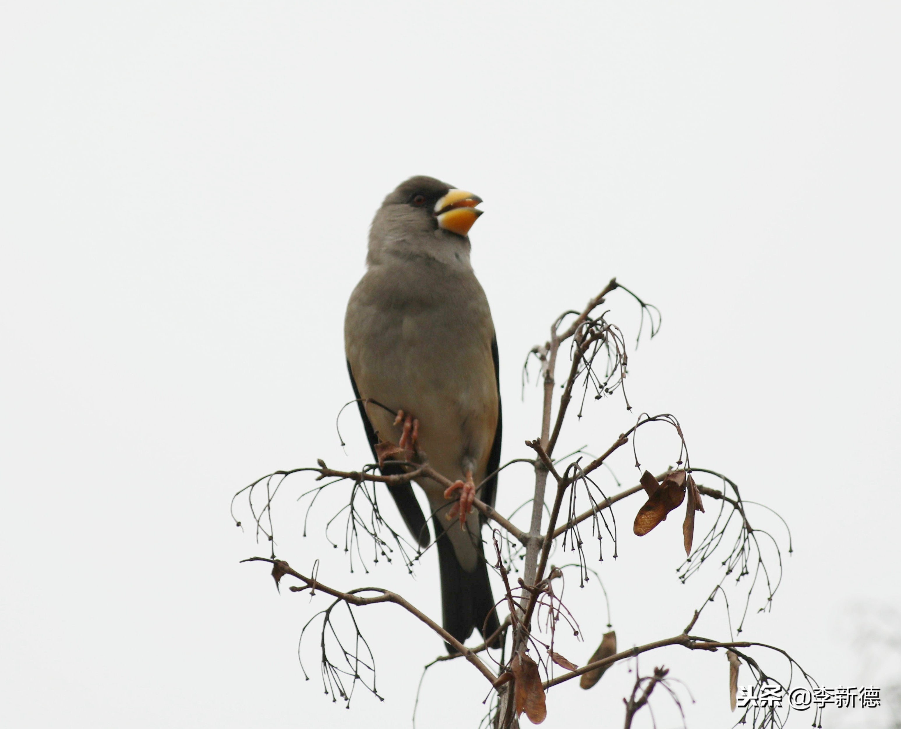 合肥拍鸟的视频,合肥拍到的小鸟