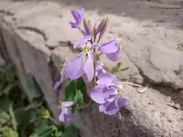 vivos1真实体验,vivos1全面测评