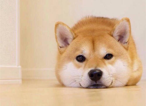 适合柴犬的狗粮排名,柴犬专用狗粮推荐