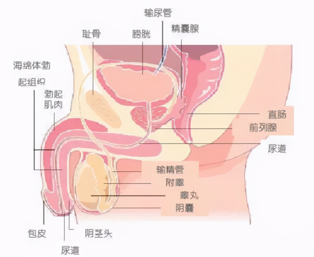 精子有炎症是怎么了,精子有炎症是怎么引起的
