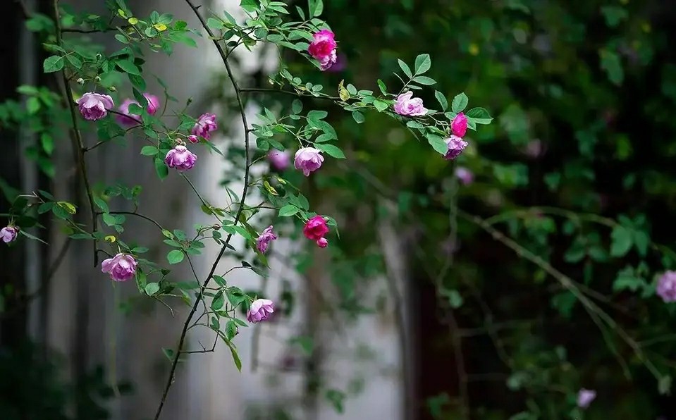 信手辞春，浅夏茵茵，时光清浅，许你安然