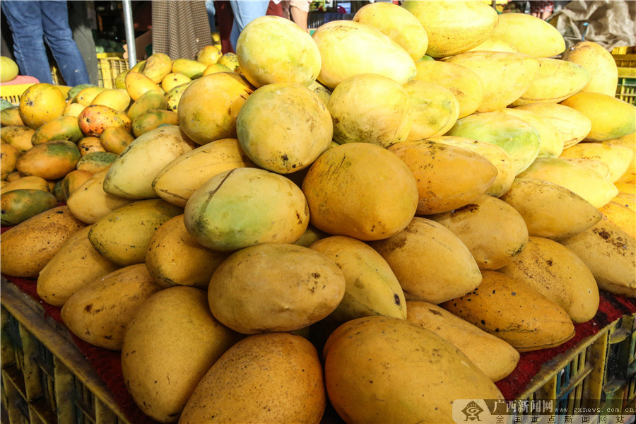 广西田阳芒果上市,海南芒果和田阳芒果