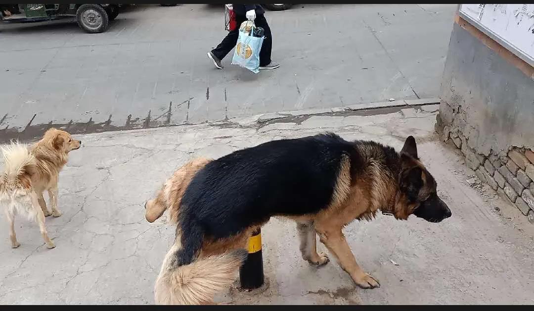 狗狗没有地方养了，怎么办？