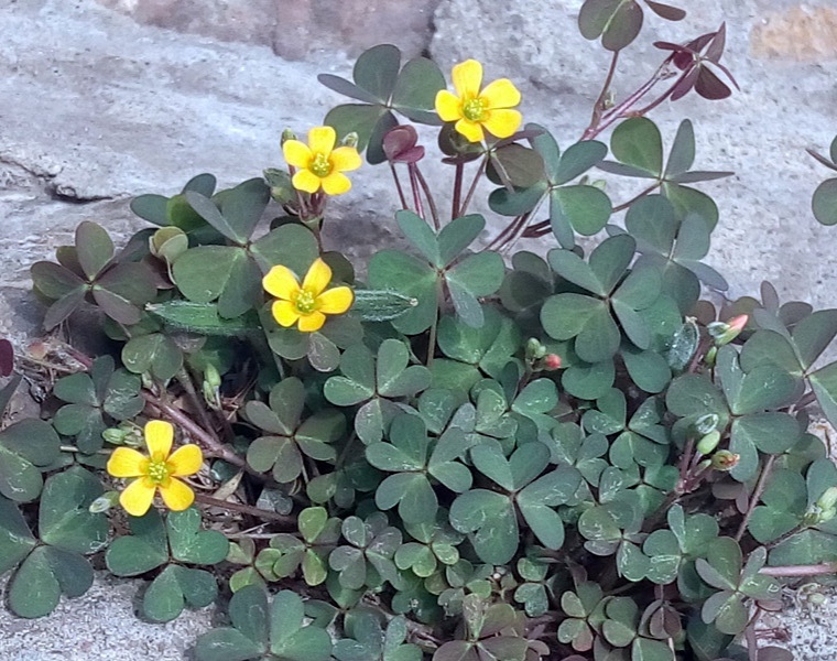 房顶长出杂草怎样消灭,墙里长出的草怎么清除