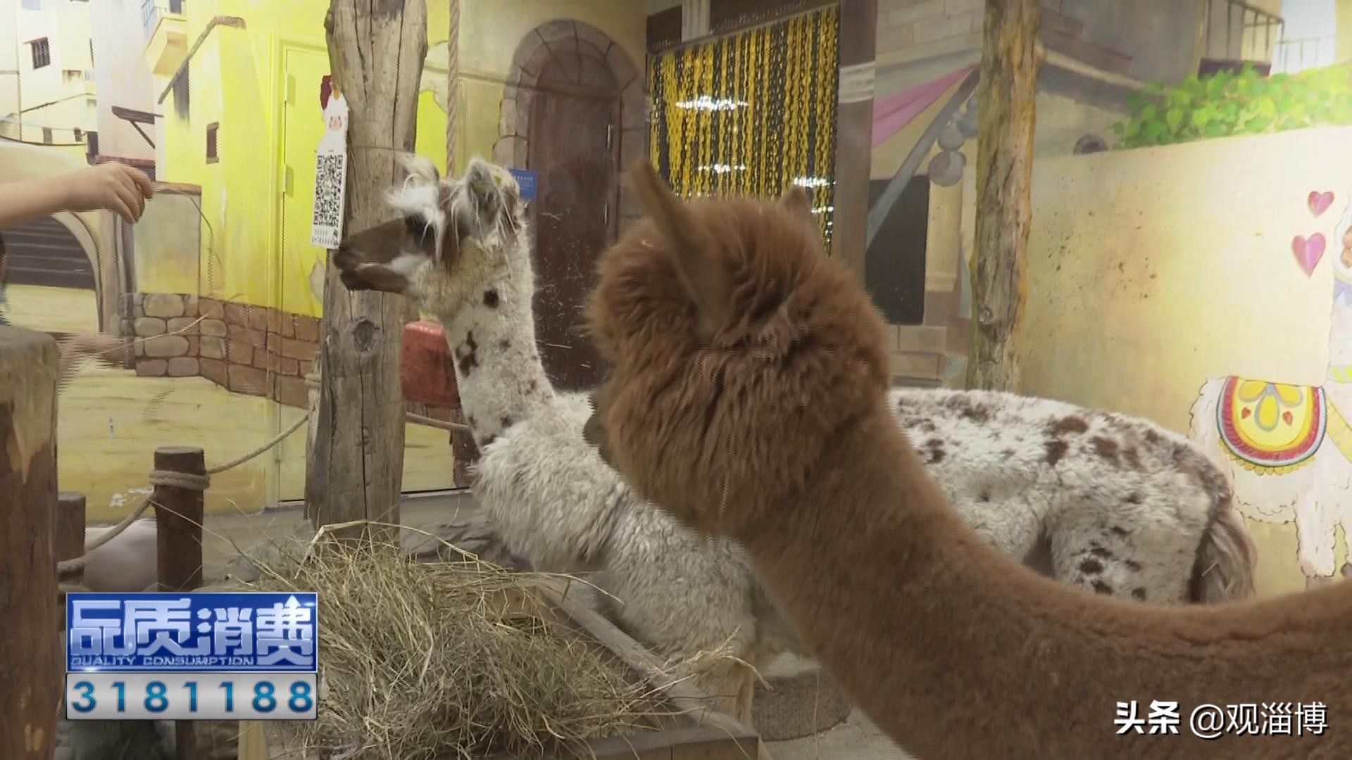 淄博动物乐园,淄博有动物的地方