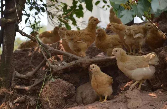 鸡气囊炎简单治疗方法，治疗鸡气囊炎的配方