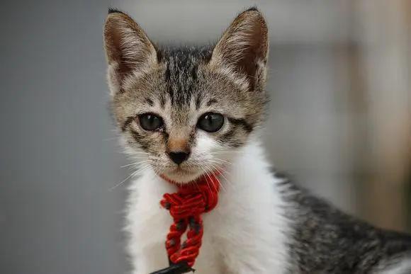 养猫必看的医学知识书,100个科学养猫秘籍