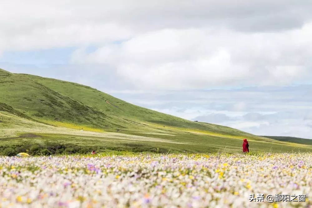 四川若尔盖，中国最美的高寒湿地草原，川西北高原上的绿洲