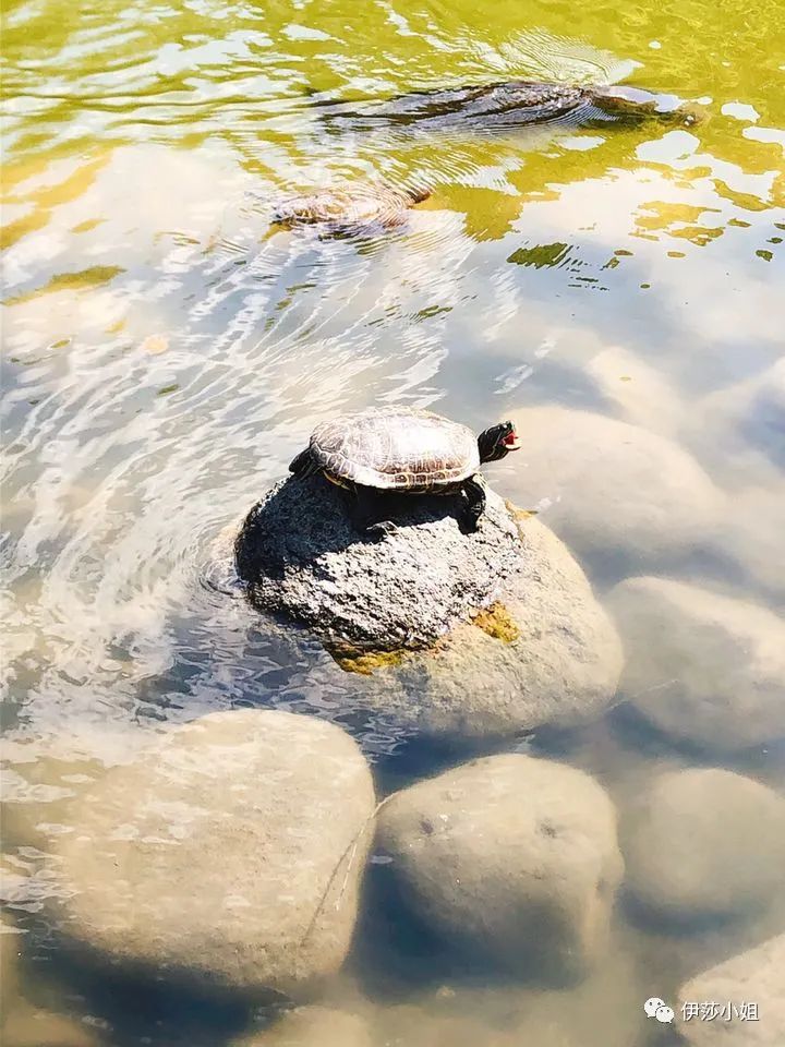 不看樱花能不能进武大,看樱花不一定要去日本的说说