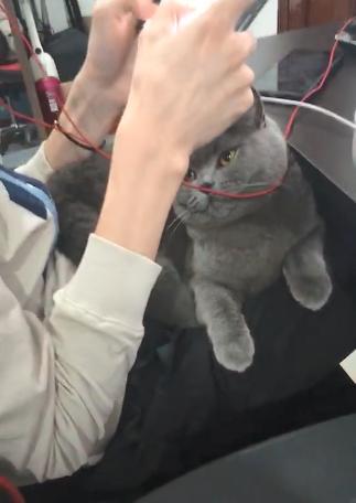 包子技术到底多强？网友：他家猫“代播”都能21杀吃鸡！