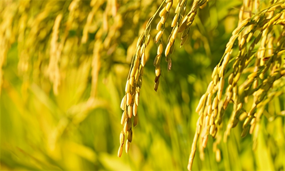 新手如何开一家粮油批发店,生鲜蔬菜粮油店开店流程