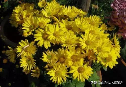 日照花仙子打卡地,日照东夷小镇旅游攻略