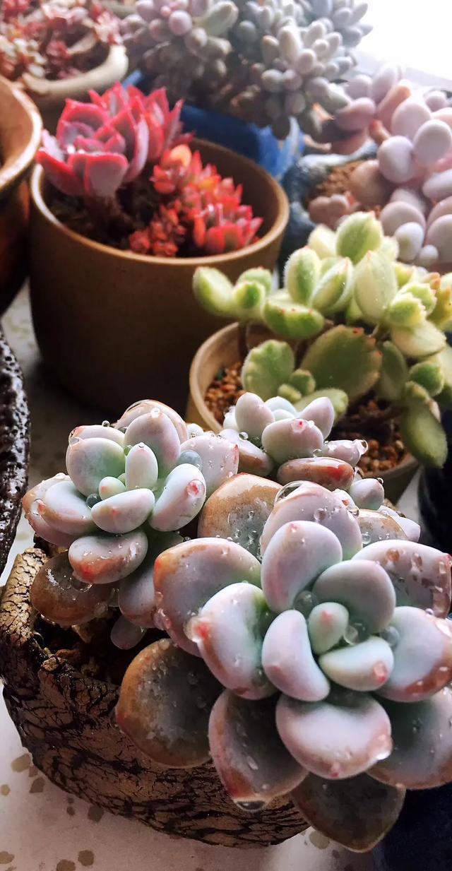 多肉是如何上色的,多肉怎么上色快又好看的绝招