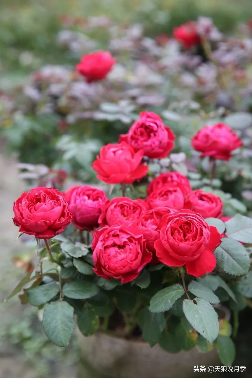 优雅女士月季花,奇葩月季品种图片