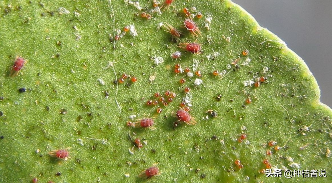 柑橘红蜘蛛什么天气多,柑橘红蜘蛛高温天气会不会爆发