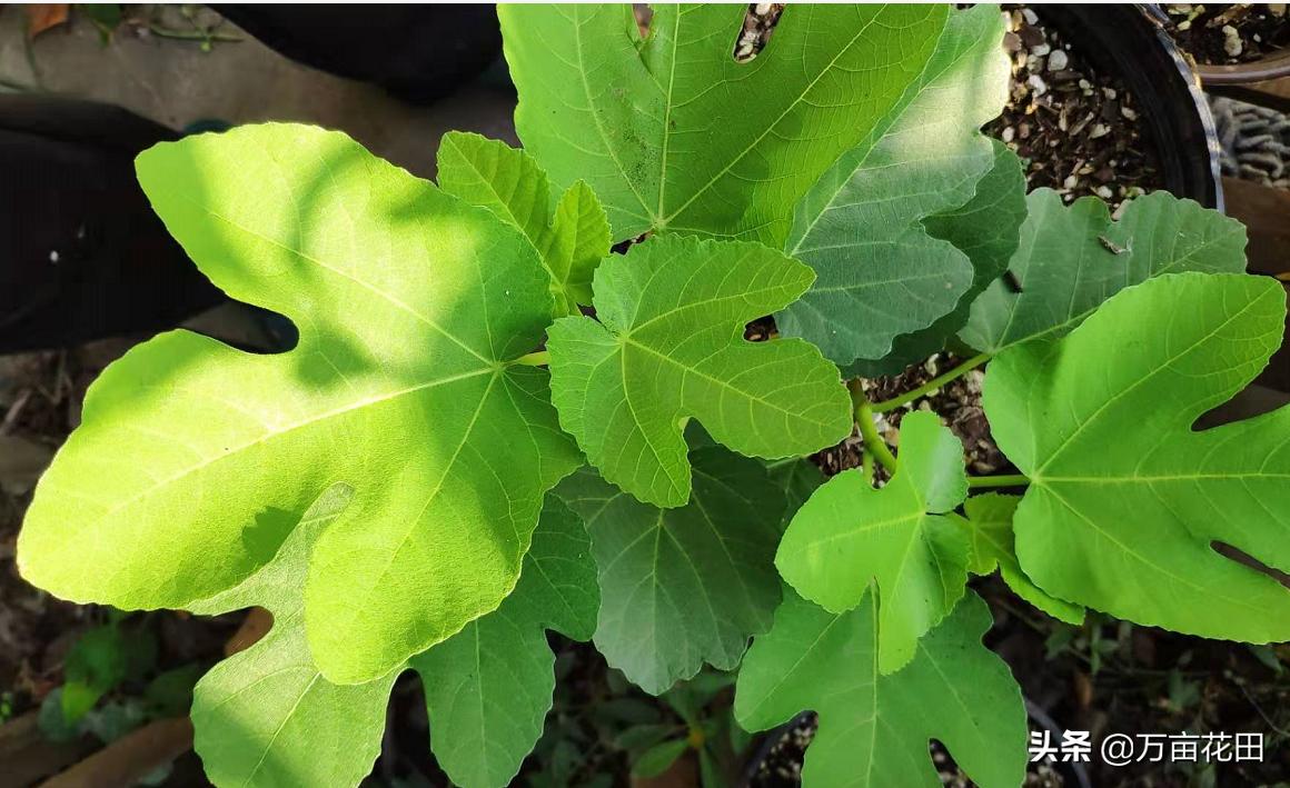 月季高压扦插生根最快方法,高压繁殖跟扦插有什么区别