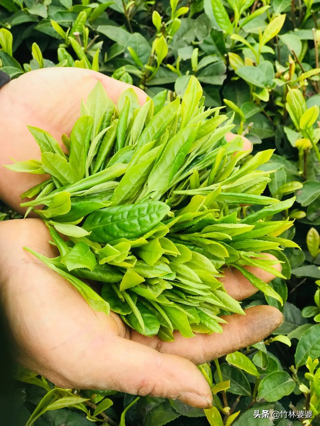 好茶的6大标准,好茶的三大标准是什么