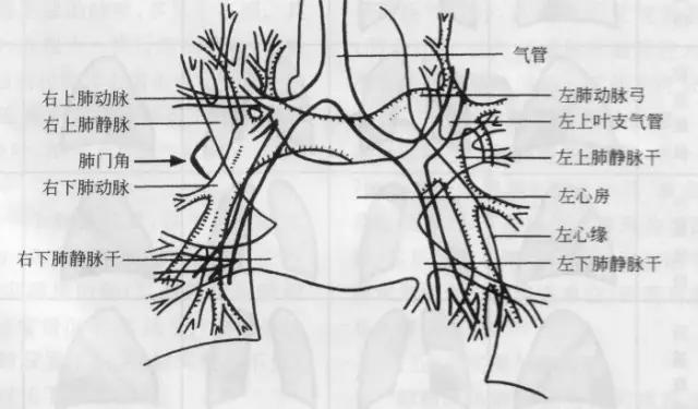 详细的胸部X线解剖，最基础最实用！