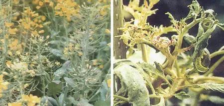 判断植物必需营养元素的标准是,植物生长必需的三种营养元素