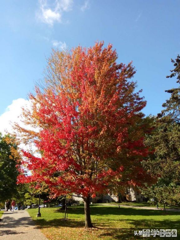 申请加拿大学生签证条件及流程,加拿大学生签证条件是怎样的呢