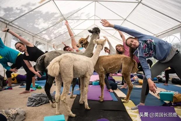 羊驼治愈案例,动物治愈焦虑