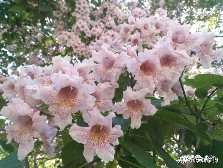 邂逅楸树花开,阳春三月梧桐花开