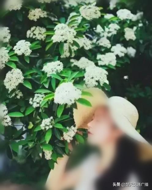 石楠花春天,石楠花已经开了