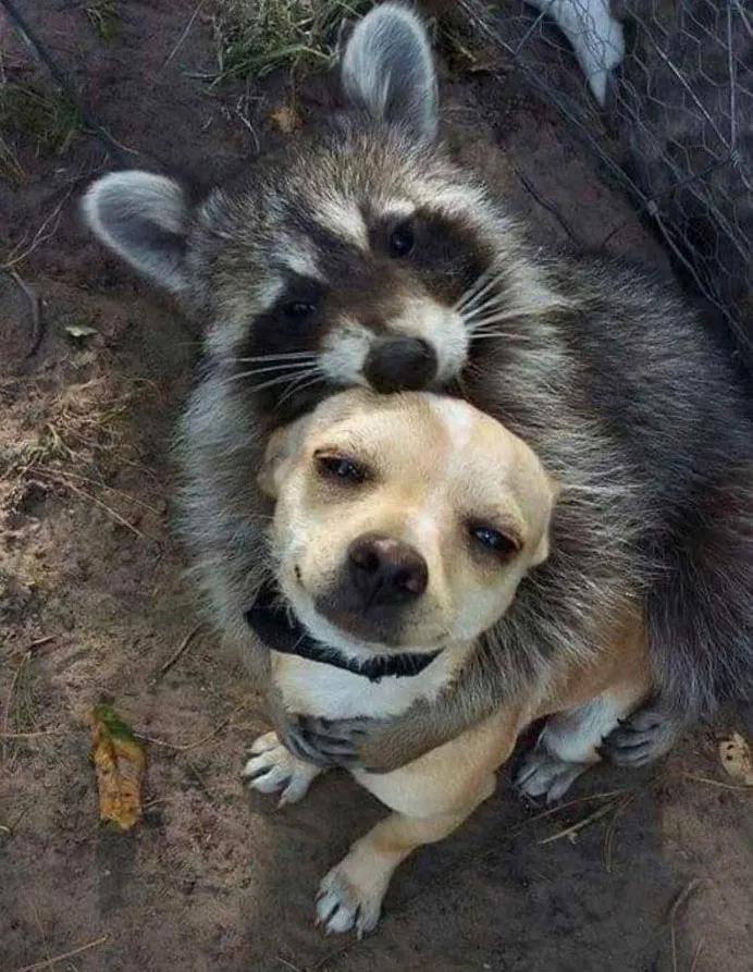 搞笑小浣熊图片,可爱的浣熊图片卡通