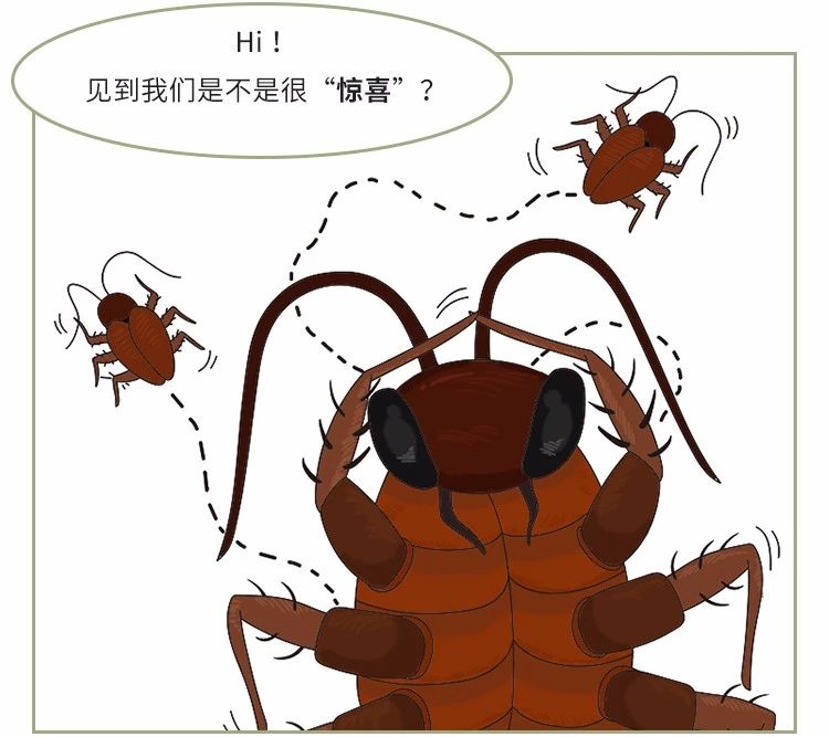 蟑螂卵都不剩的灭蟑方法,彻底消灭蟑螂老窝