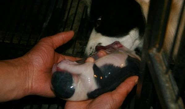 怎样护理狗宝宝,怎么护理狗宝宝