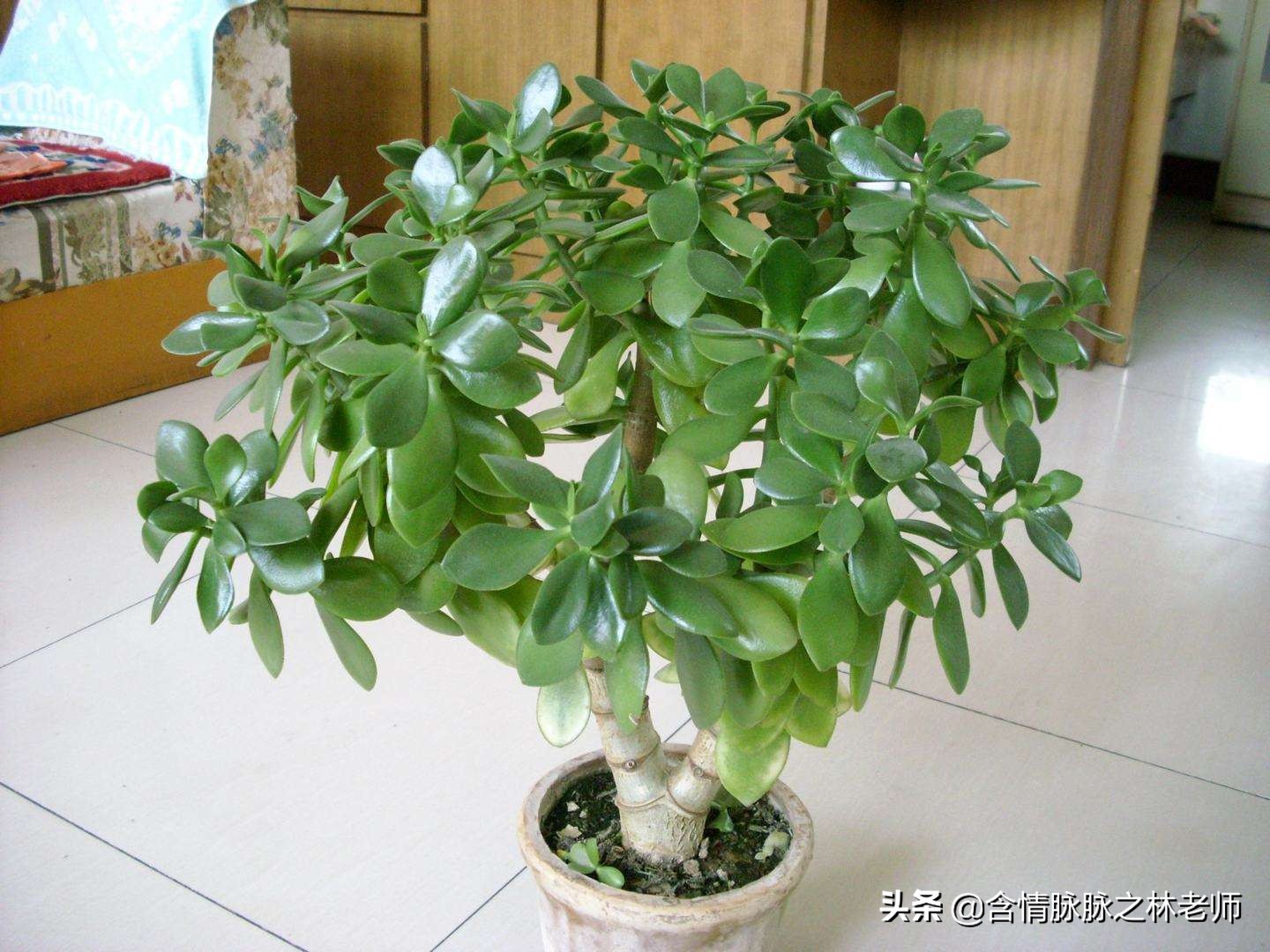 家里植物长得不好有什么说法,家里什么植物都养不好是什么原因