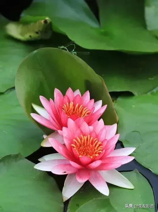 江南可采莲莲叶何田田全诗讲解,有关莲的古诗词大全