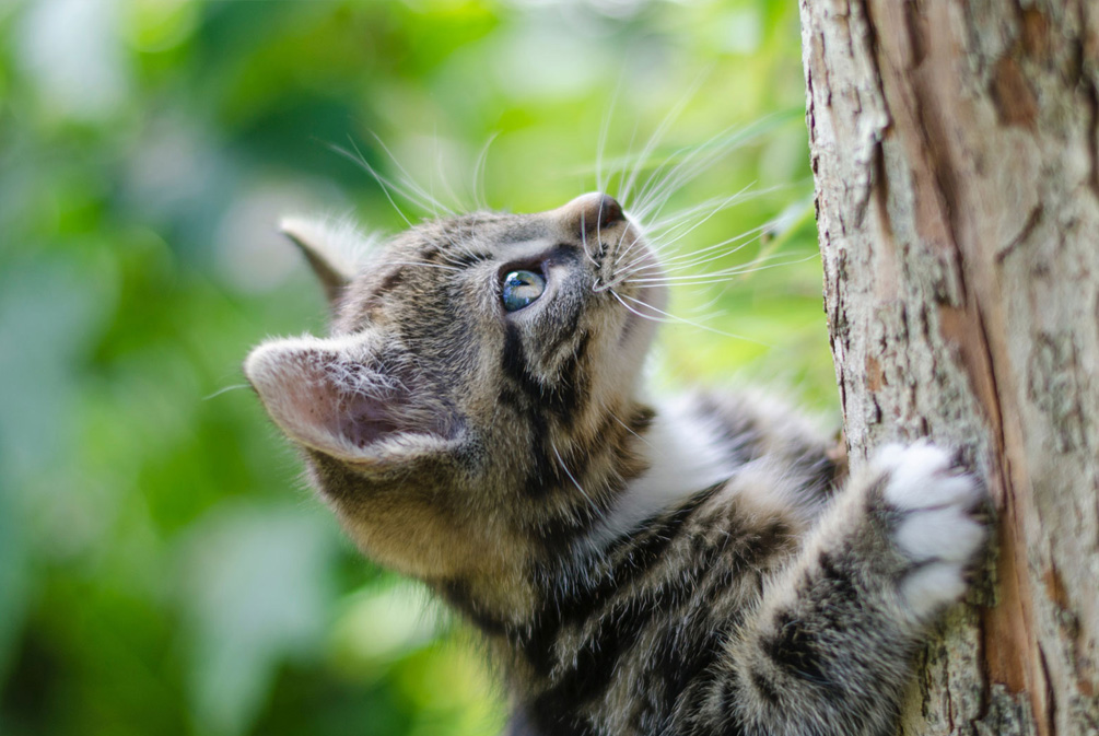 猫皮肤发痒怎么治疗,猫皮肤瘙痒用什么药膏